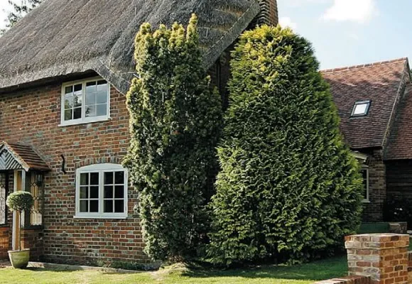 The Thatch The Thatch